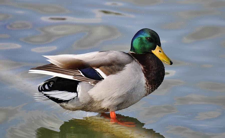 Embora se misturem em bandos mistos com patos selvagens