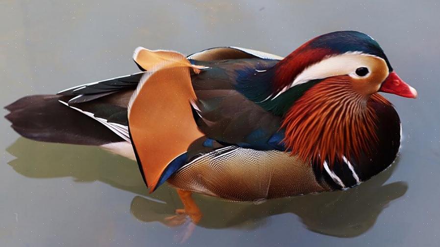 O smew é um pato elegante com plumagem malhada que apresenta finas linhas pretas cruzando o peito