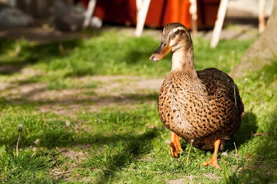 Como atrair patos de quintal