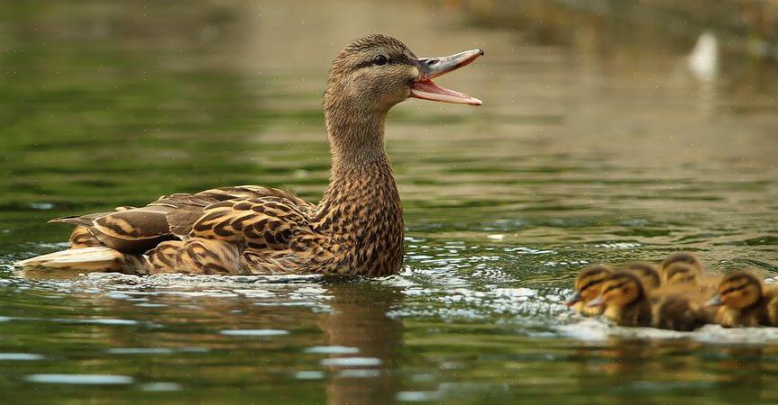 Estudar o canto dos patos online ou através de várias gravações de sons de pássaros