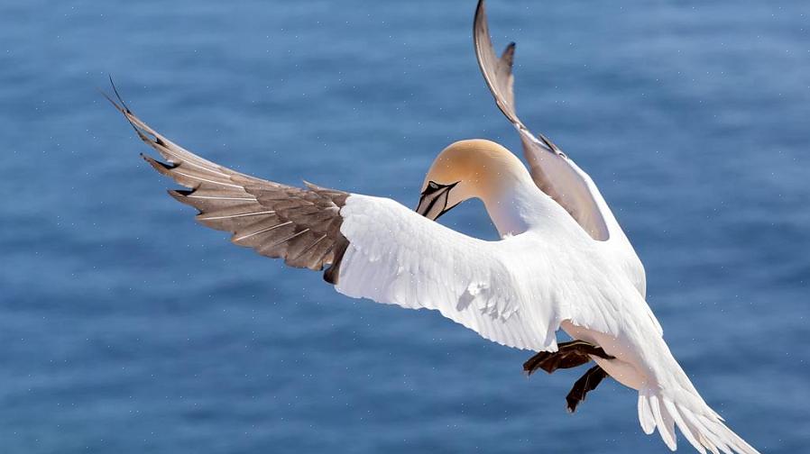 Ao compreender o que torna uma ave marinha uma ave marinha