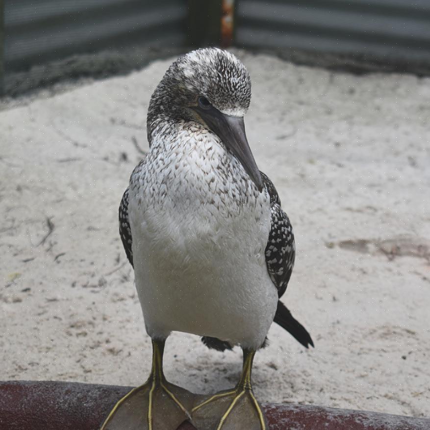 Cada uma dessas espécies compartilha características comuns que as definem como aves marinhas