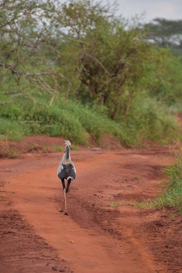 Bird é um termo do vocabulário básico em muitas línguas