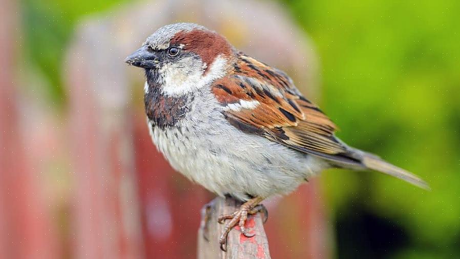 Enquanto muitas dessas aves incluem a palavra "pardal" em seus nomes comuns