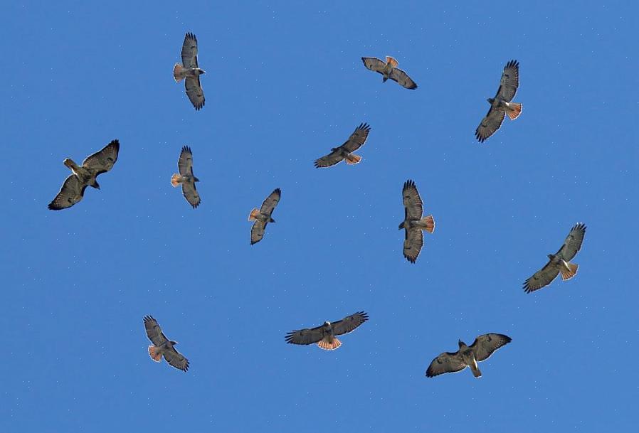 Uma chaleira é um termo coletivo para um grupo de aves de rapina em migração ou