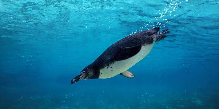 As nadadeiras dos pinguins só podem ser movidas do ombro