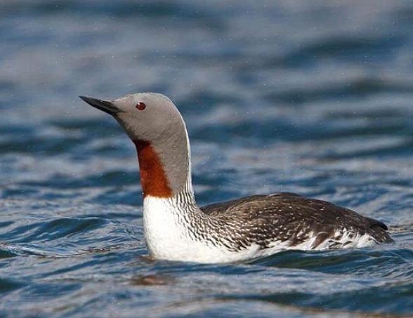 Os observadores de pássaros também podem ver o mergulhão-de-garganta-vermelha em sua plumagem