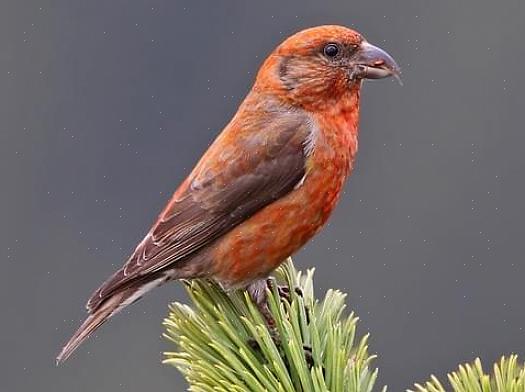 Conservação do crossbill vermelho