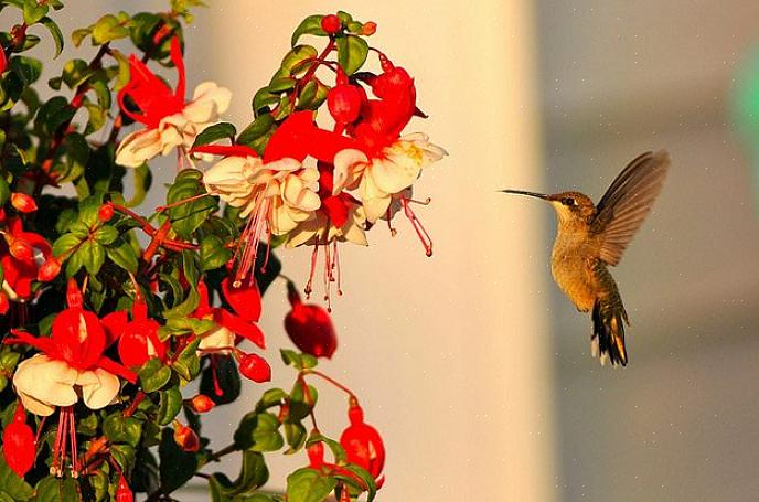 Flores com néctar para atrair beija-flores Se todas as flores são adequadas ou não para beija-flores