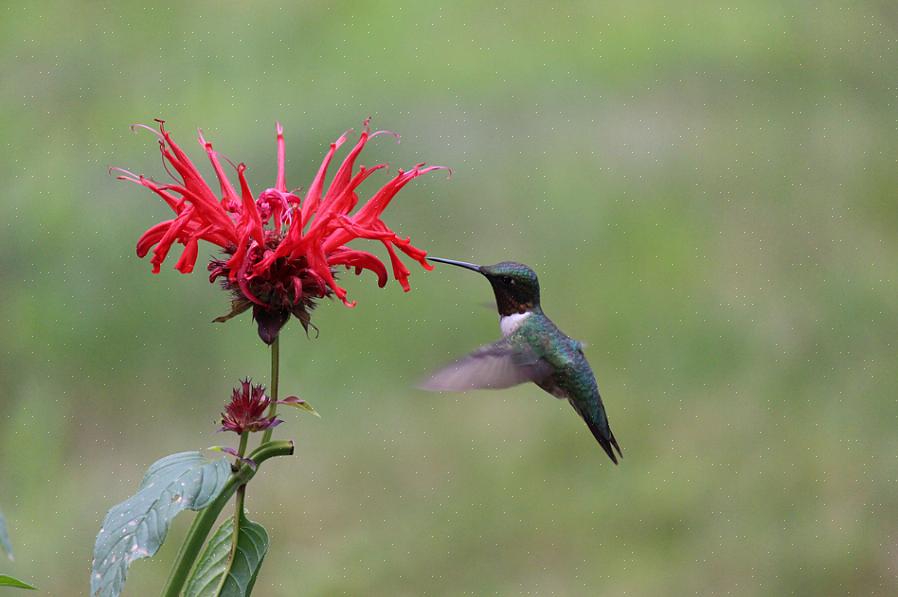 Os beija-flores são os melhores pássaros de quintal