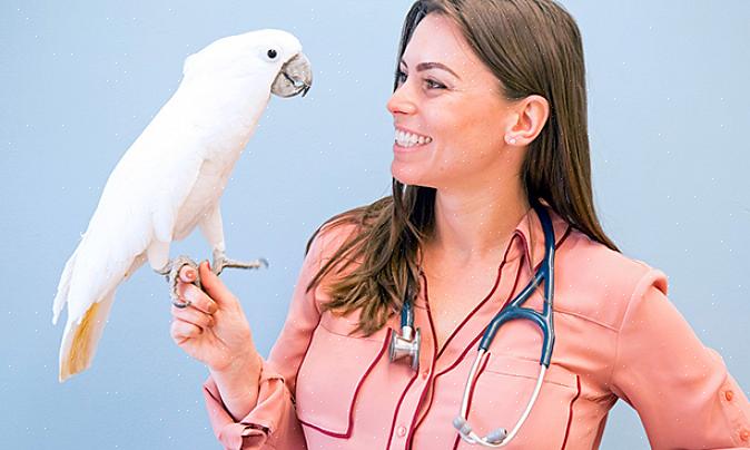 Aves de caça caçadas com munição à base de chumbo podem sofrer envenenamento por chumbo se forem feridas