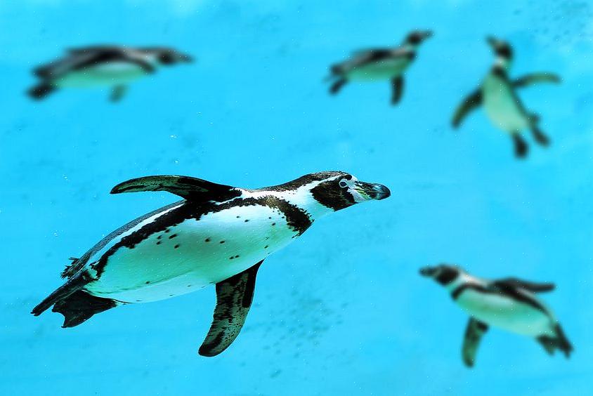 O lixo é essencial para preservar o suprimento de alimentos dos pinguins