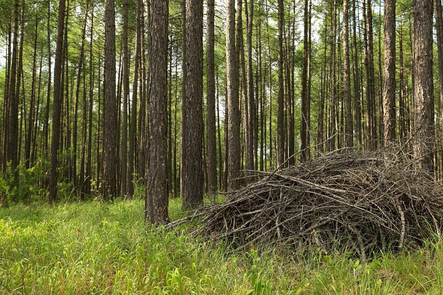 Enquanto galhos menores proporcionam locais de pousar amplos para pássaros