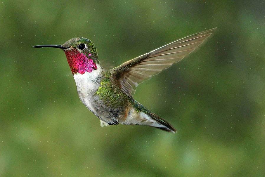 Os bicos dos colibris são finos como agulhas para penetrar profundamente nas flores