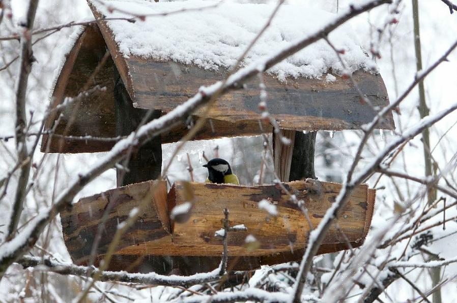 Apesar de tomar todas as medidas necessárias para proteger os comedouros de pássaros no inverno