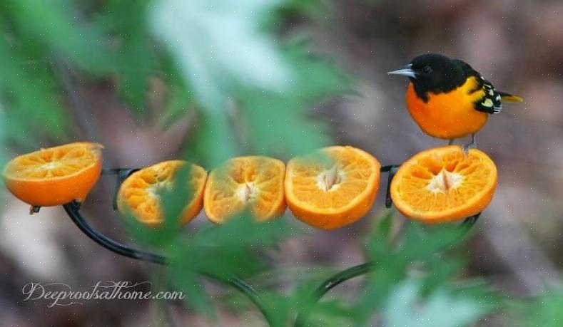 Os orioles também comem uma grande variedade de insetos