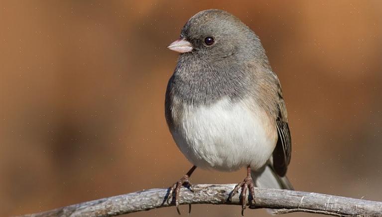 Os juncos visitam prontamente quintais adequados aos pássaros