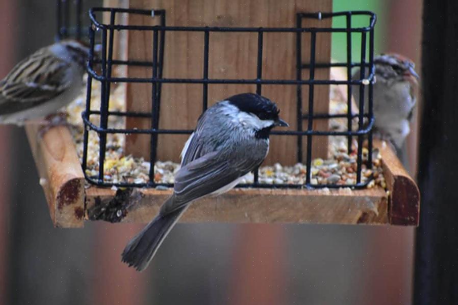 Aves grandes e pequenas podem comer sebo