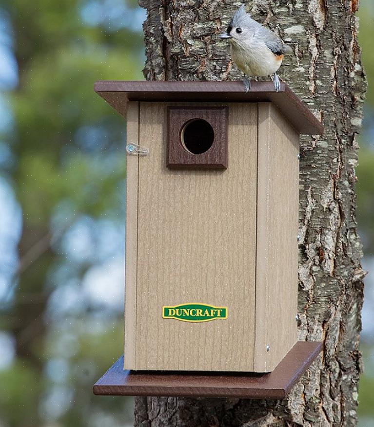 Fornecer abrigo natural no quintal é uma maneira ideal de atrair pássaros para um ambiente seguro