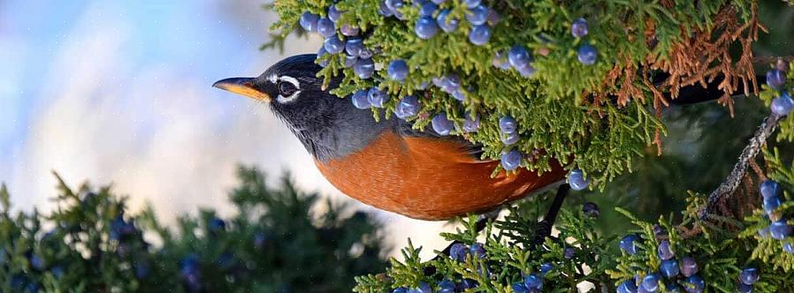 O abrigo é essencial para a sobrevivência das aves