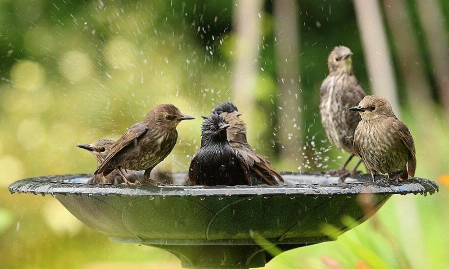 Os observadores no campo podem usar o pishing para atrair os pássaros para mais perto para uma visão melhor