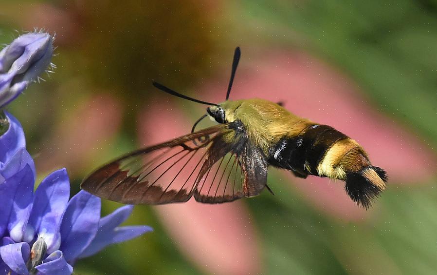 O que geralmente leva à confusão se os observadores de pássaros não perceberem que essas mariposas distintas