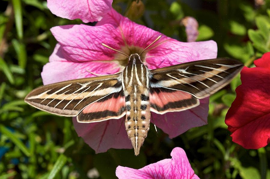 As mariposas-colibris são impostores fantásticos que podem ser muito semelhantes a esses pássaros populares