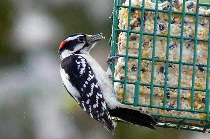 O sebo é a gordura animal que foi transformada em bolos duros