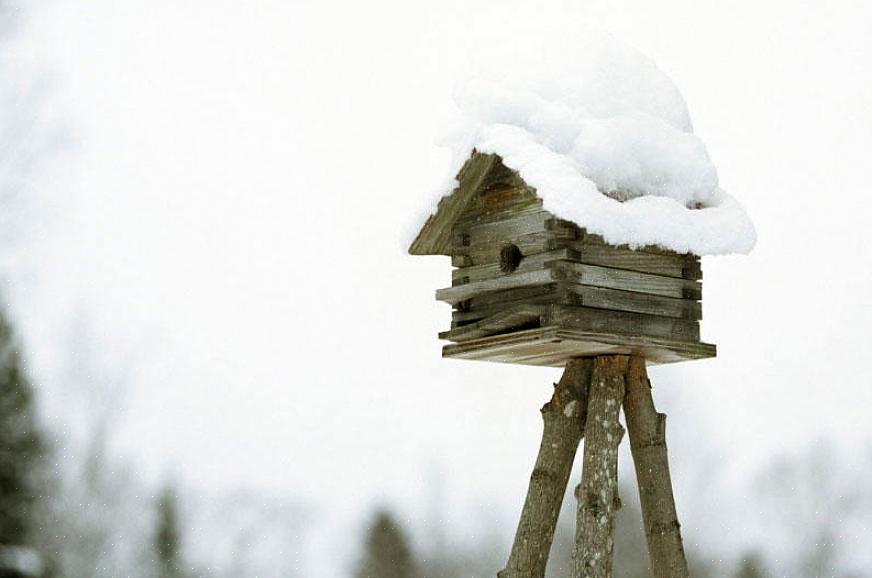 Converter as casas de pássaros em caixas de abrigo para pássaros no inverno é fácil