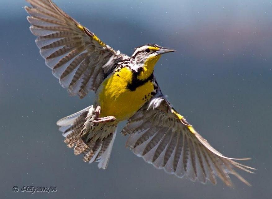 A área de distribuição das aves se estende ao norte até o sul do Canadá