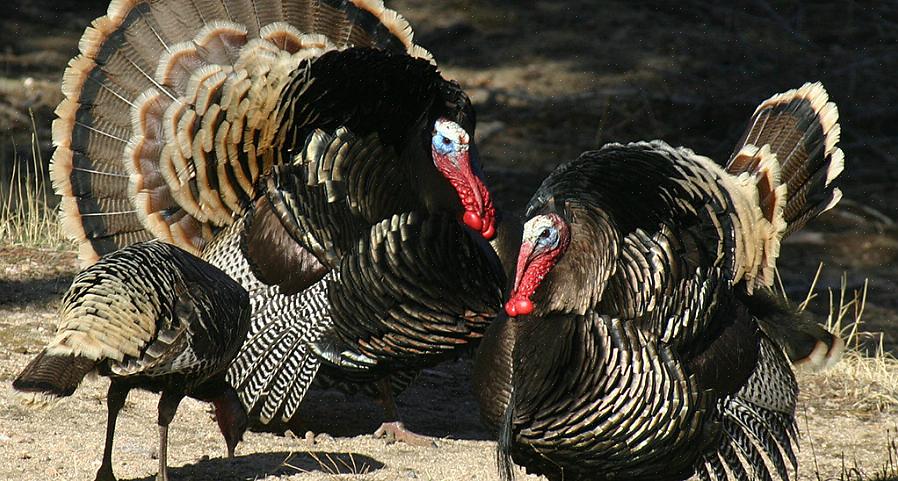 A National Wild Turkey Federation (NWTF) foi fundada com uma missão incluindo a conservação de perus