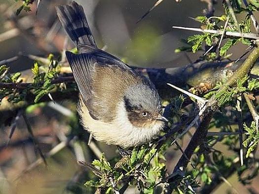 Conservação de Bushtit