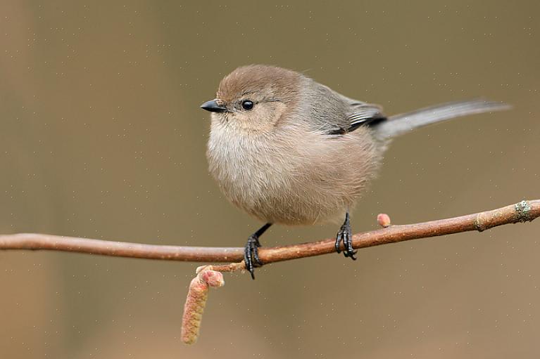 Habitat e distribuição de Bushtit