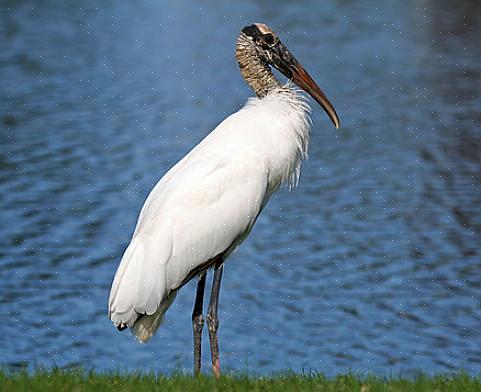 Identificação da cegonha-de-madeira