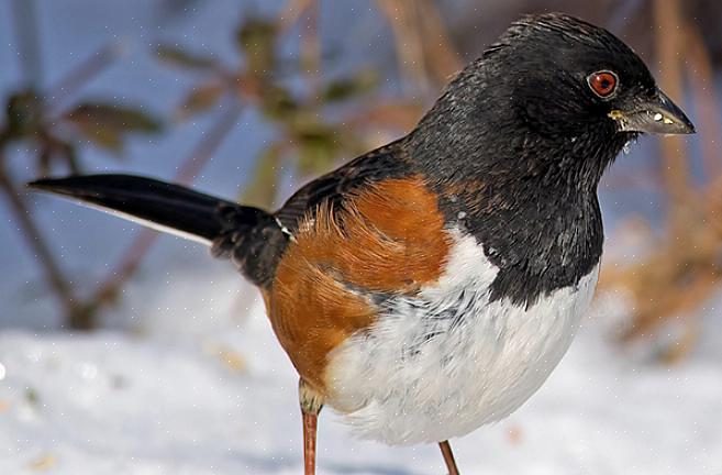 Enquanto os towhees manchados têm várias manchas brancas em seu manto