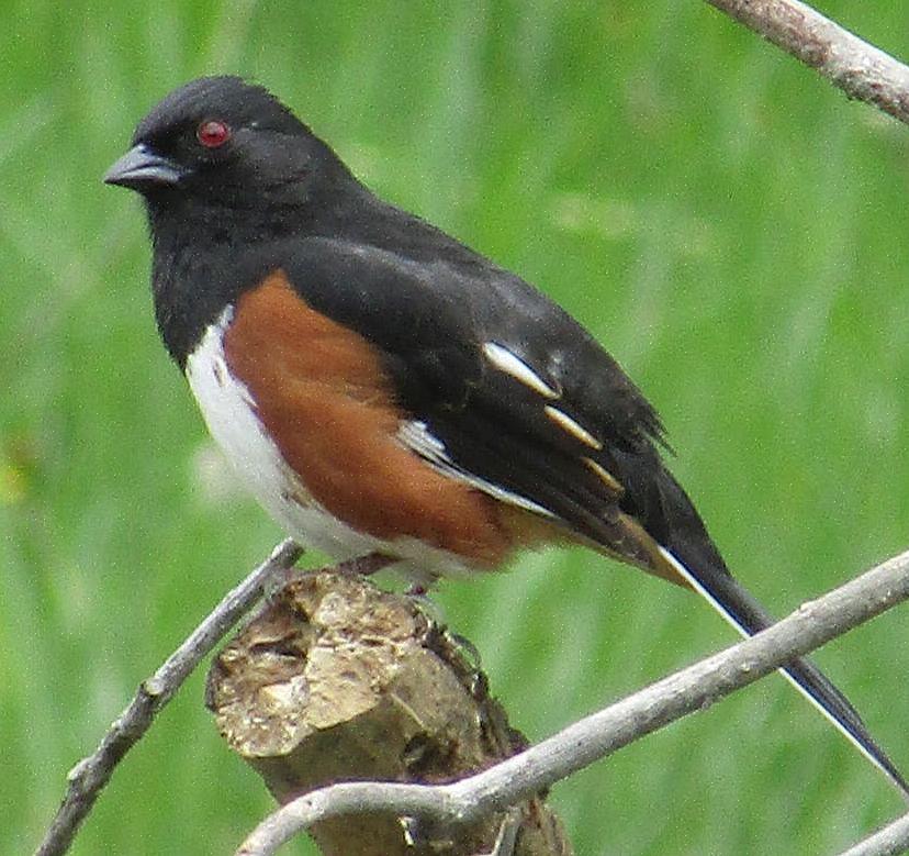 Os towhees orientais são pássaros onívoros que aproveitam uma ampla variedade de fontes de alimento