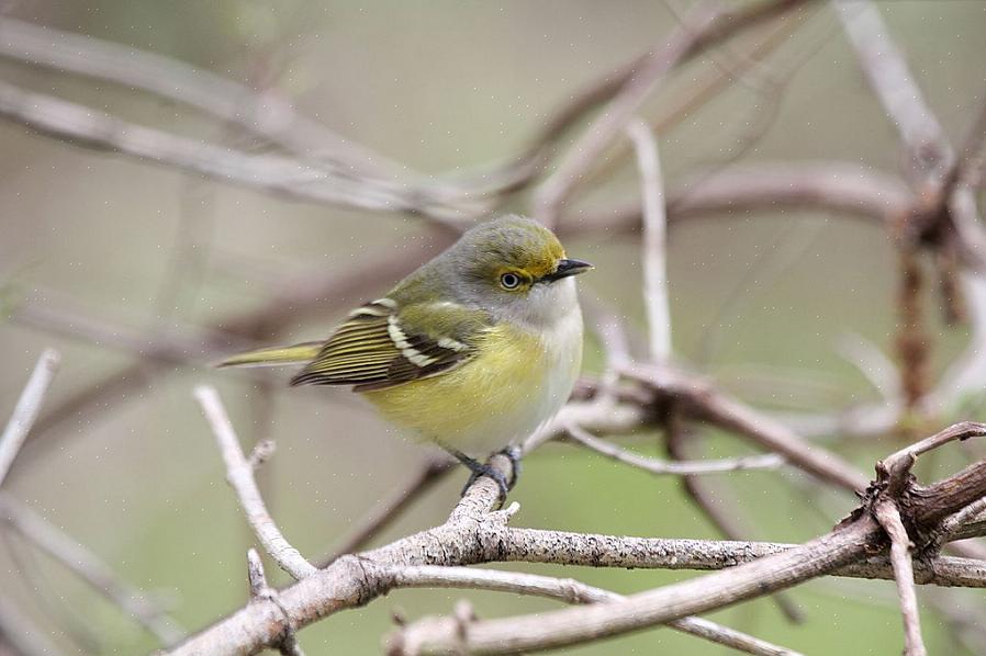 O estudo desta ficha técnica é o primeiro passo para se tornar mais confortável com o vireo de olhos brancos