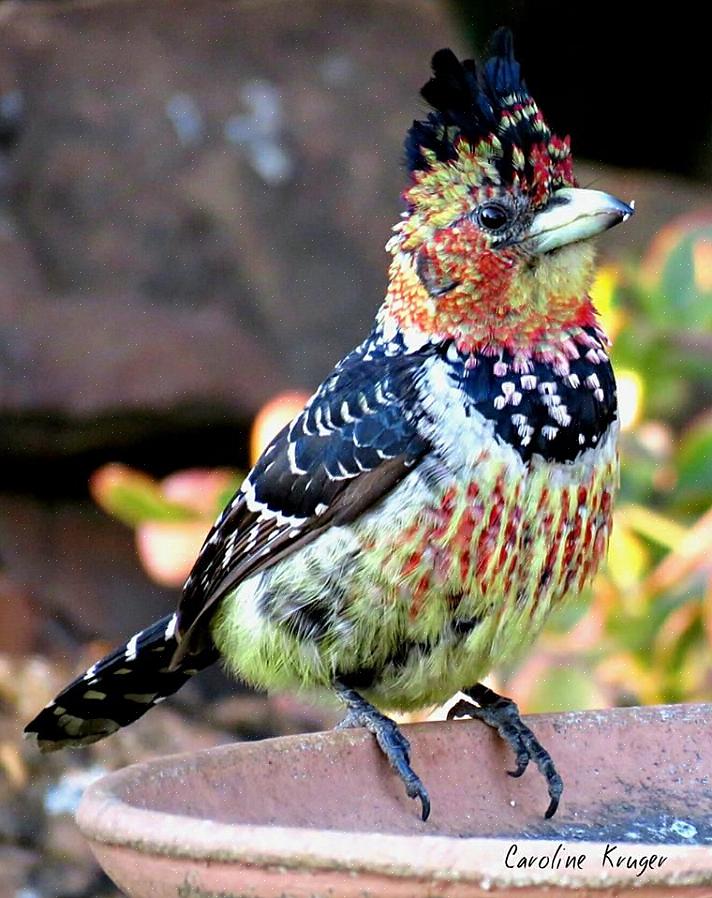 Barbets com crista são relativamente comuns dentro de sua área de alcance