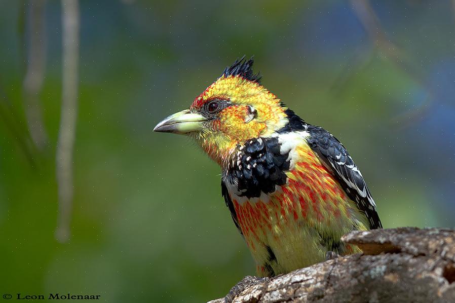 Barbets com crista são pássaros muito vocais