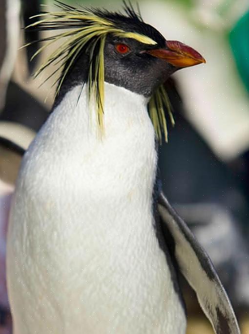 Adote um pequeno pinguim