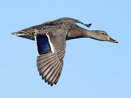 Os dragonetes do pato selvagem têm uma cabeça verde iridescente