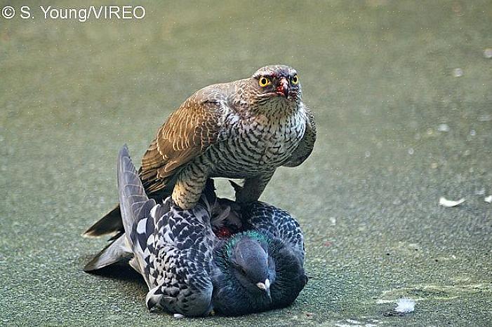 São partes regulares da dieta de grandes aves de rapina