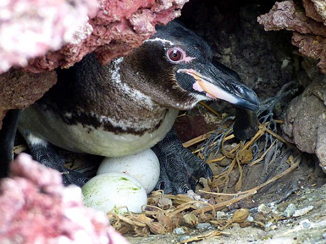 Muitos perigos causados pelo homem ainda representam ameaças extremas aos pinguins