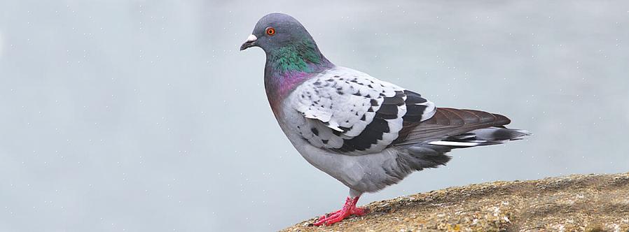 Aves invasoras podem ser problemáticas para a vida selvagem