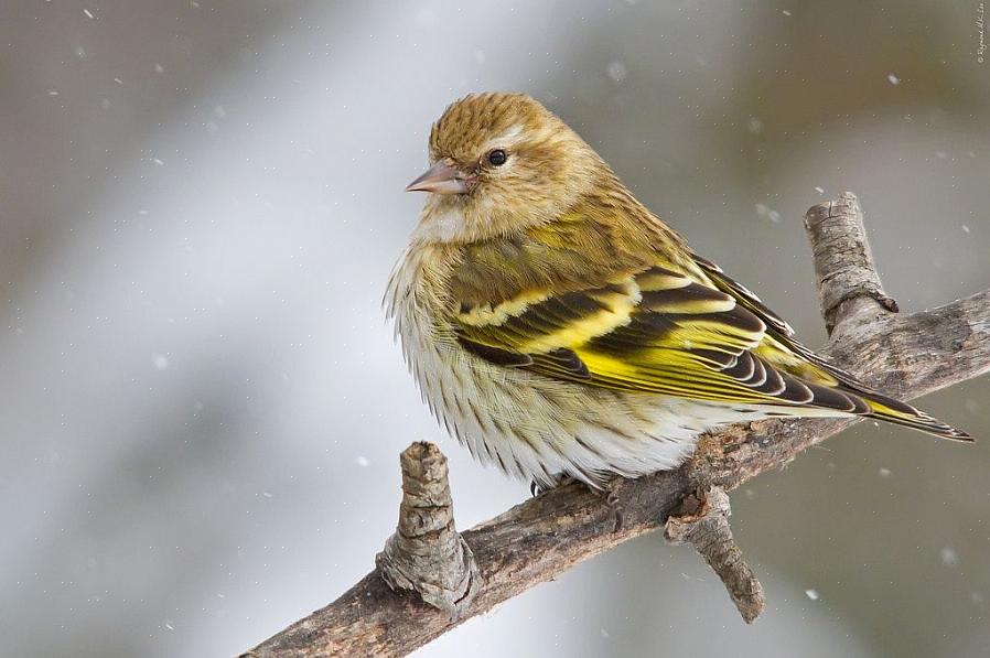 Os morfos verdes do pinheiro siskin são raros