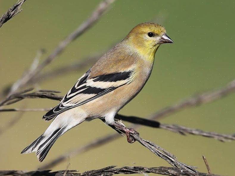 Identificação de pinheiro siskin