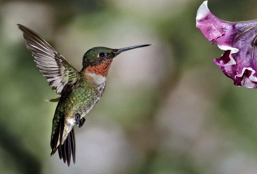 O colibri macho de garganta vermelha tem uma garganta vermelha brilhante