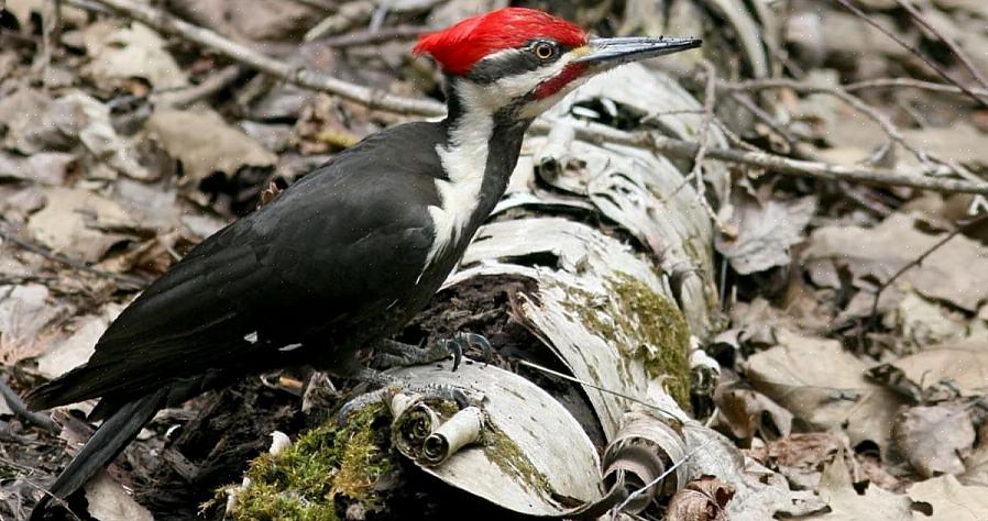 Identificação do pica-pau pileatado