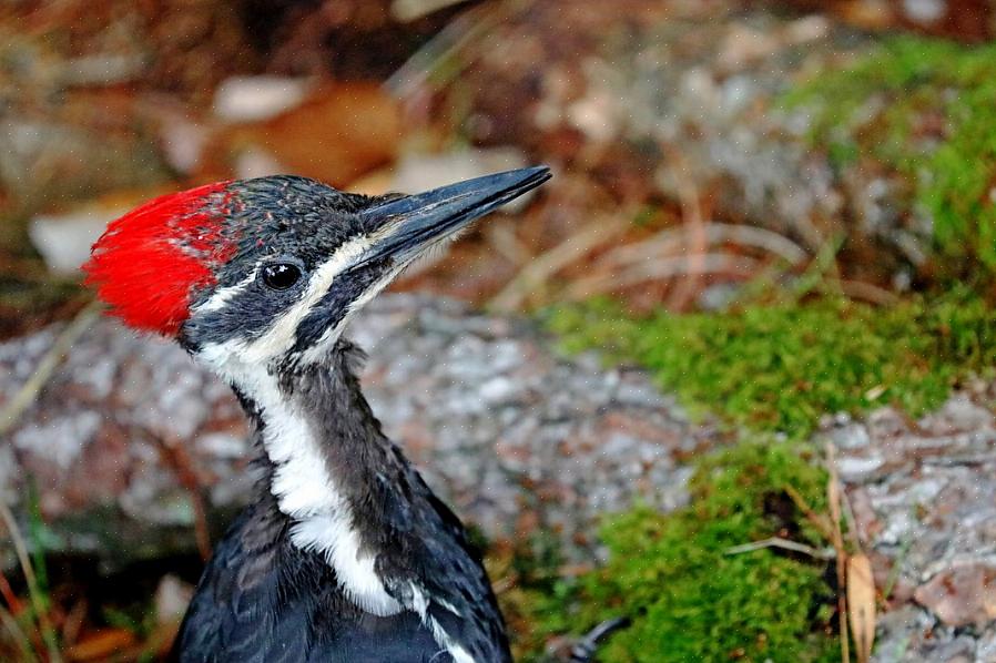 Pica-pau Pileated vs