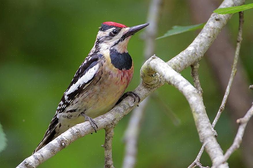 A família de pássaros Picidae inclui mais de 250 espécies de pica-paus